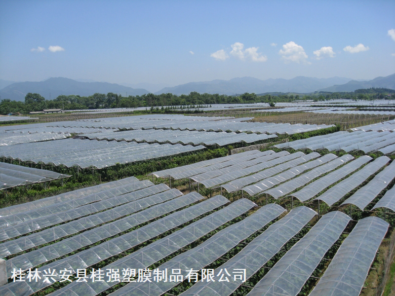 葡萄专用膜/葡萄避雨膜