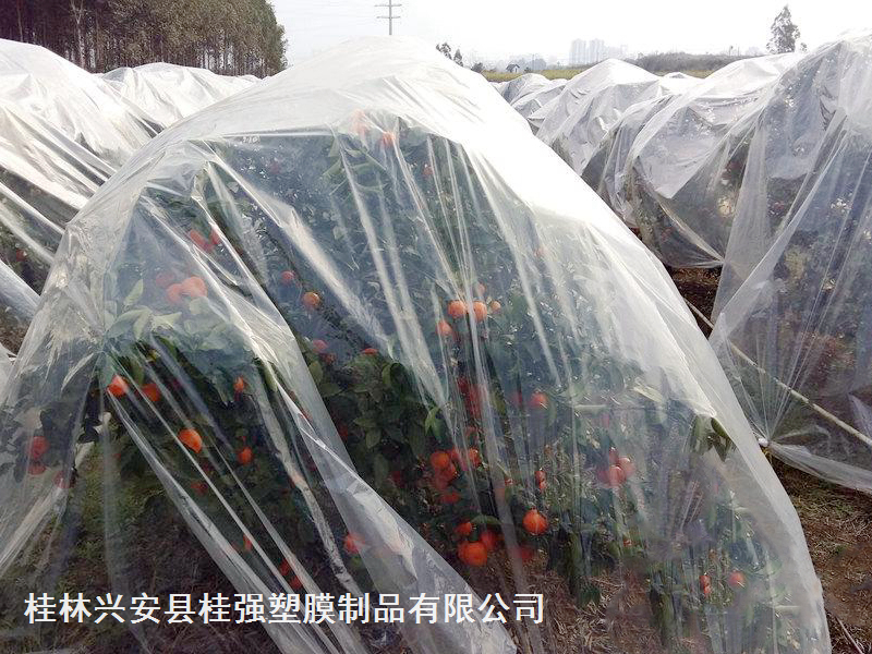 沙糖桔专用果膜/砂糖橘防寒膜